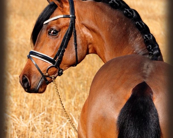 jumper Leysieffer 2 (Oldenburg show jumper, 2008, from Lordanos)