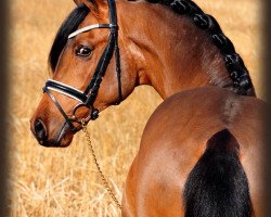 jumper Leysieffer 2 (Oldenburg show jumper, 2008, from Lordanos)