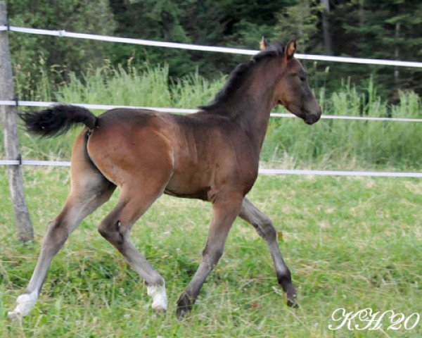 Pferd Poseidon von Regentquelle (Welsh Partbred, 2014, von Frankenhoeh's Prince Royal) Pferd Poseidon von Regentquelle (Welsh Partbred, 2014, von Frankenhoeh's Prince Royal)