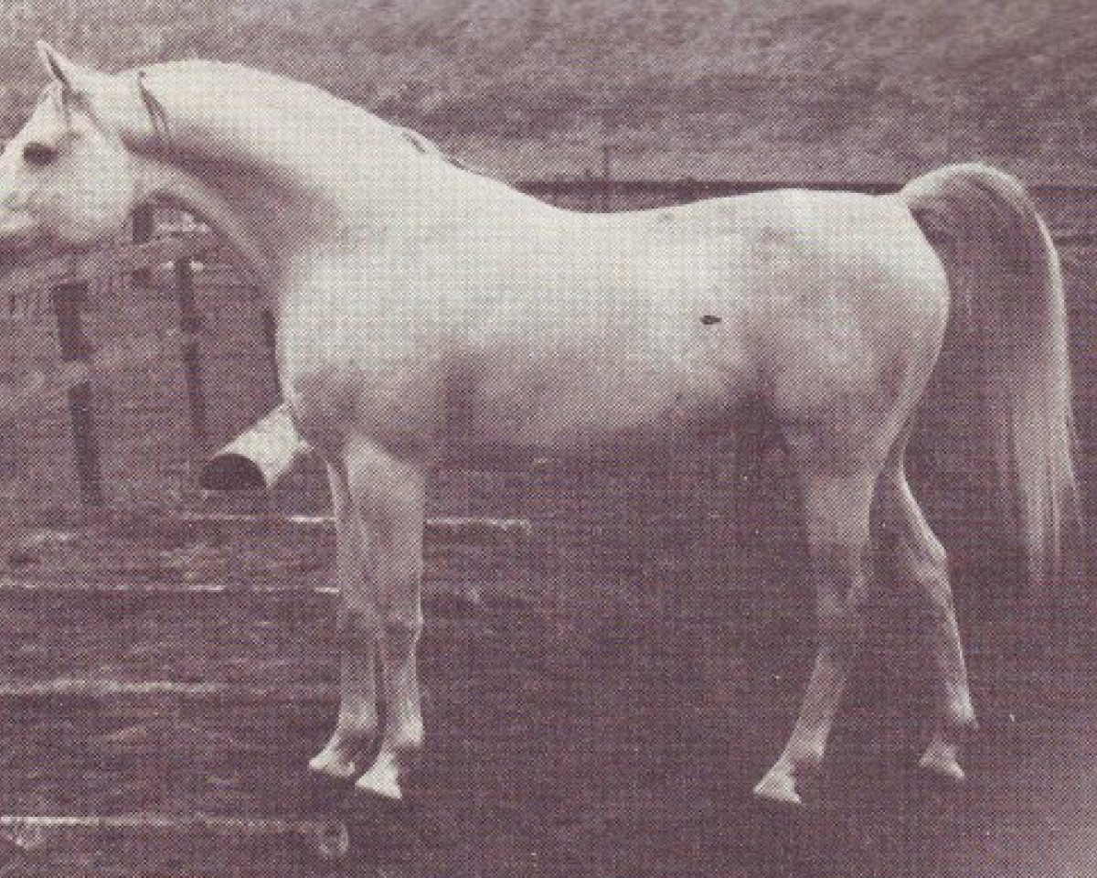 stallion Naryn 1970 ox (Arabian purebred, 1970, from Pomeranets 1952 ox)