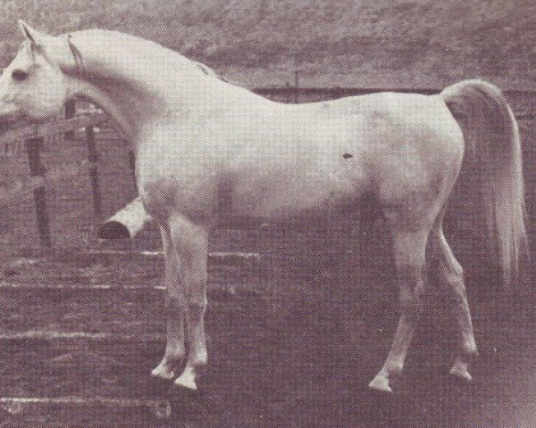 stallion Naryn 1970 ox (Arabian purebred, 1970, from Pomeranets 1952 ox)