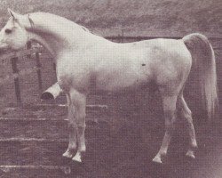 stallion Naryn 1970 ox (Arabian purebred, 1970, from Pomeranets 1952 ox)