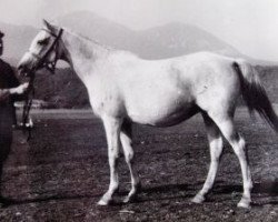 broodmare Norka 1946 ox (Arabian purebred, 1946, from Naseem 1922 ox)