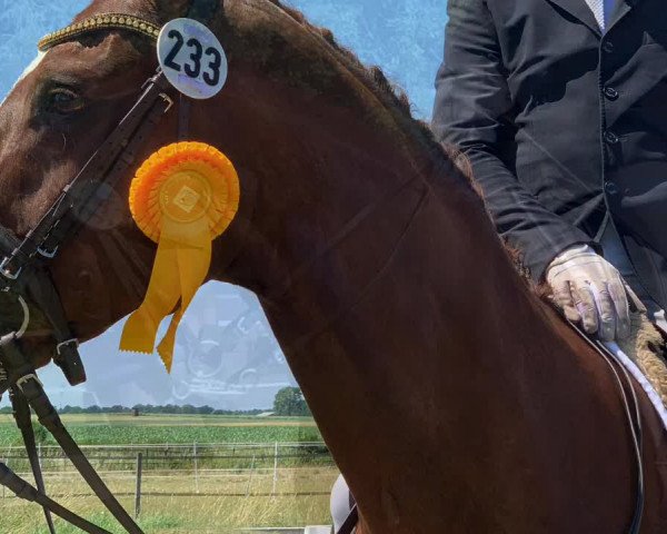 Reitturnier Wolfsburg 2019