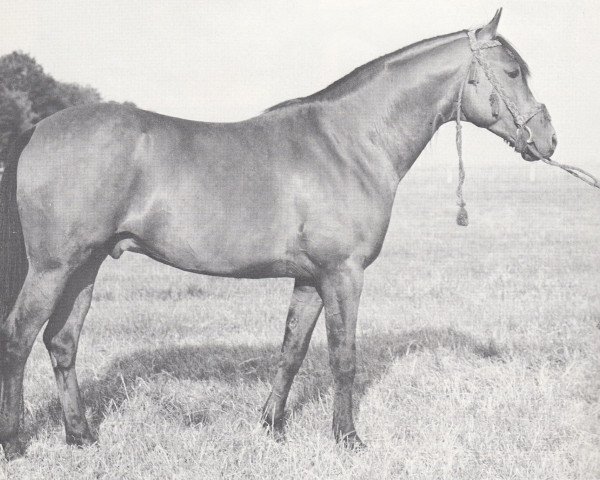 stallion Badr Bedur 1960 ox (Arabian purebred, 1960, from Comet 1953 ox)