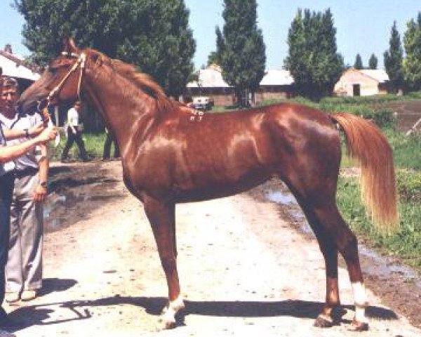 broodmare Viola 1983 ox (Arabian purebred, 1983, from Naftalin 1977 ox)
