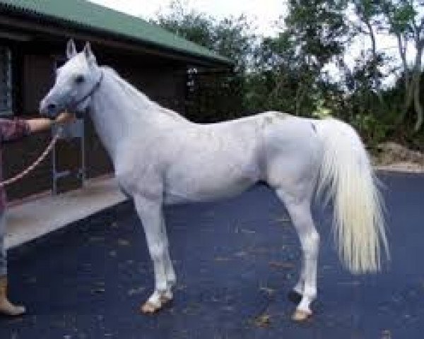 stallion Vadeer 1989 ox (Arabian purebred, 1989, from Mamluk 1970 ox)