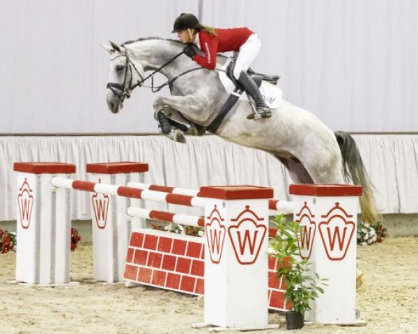 broodmare Cornetta (Westphalian, 2011, from Congress)