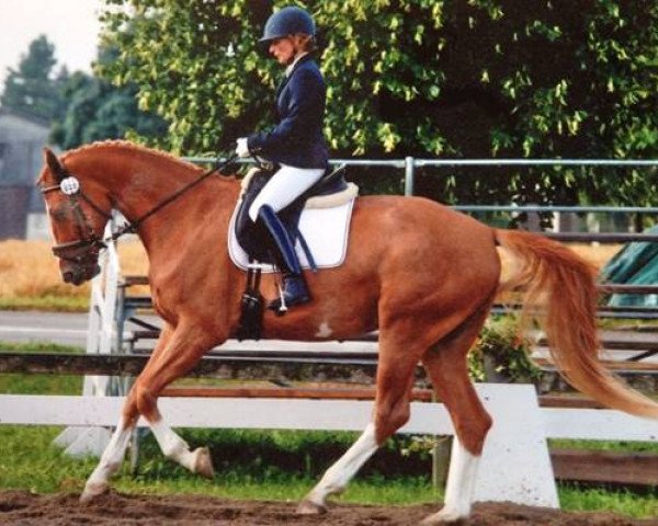 dressage horse Warcambaro (Hanoverian, 2008, from Warkant)