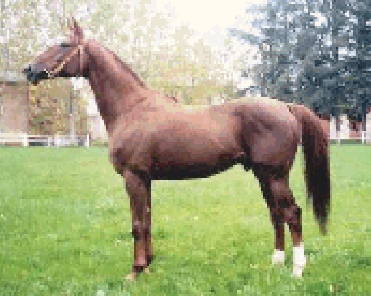stallion Akbar 1990 ox (Arabian purebred, 1990, from Djelfor 1984 ox)