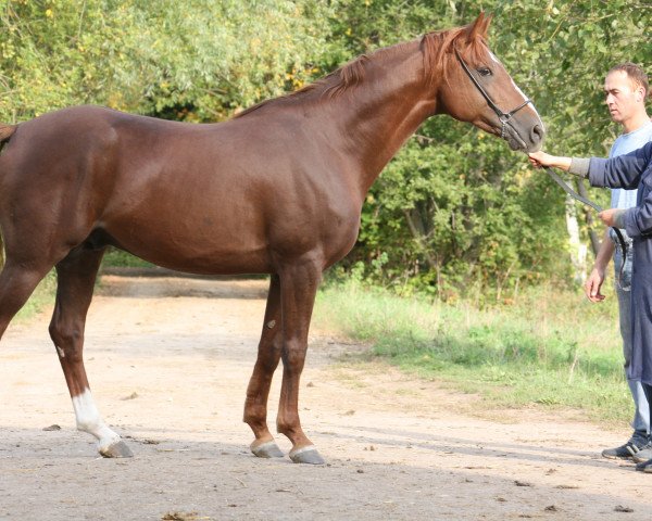 stallion Zakbar 2008 ox (Arabian purebred, 2008, from Akbar 1990 ox)
