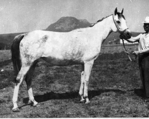 broodmare Nevesta 1975 ox (Arabian purebred, 1975, from Aswan 1958 EAO)