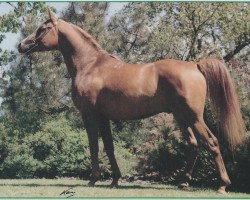 stallion Vatican 1983 ox (Arabian purebred, 1983, from Kumir 1973 ox)