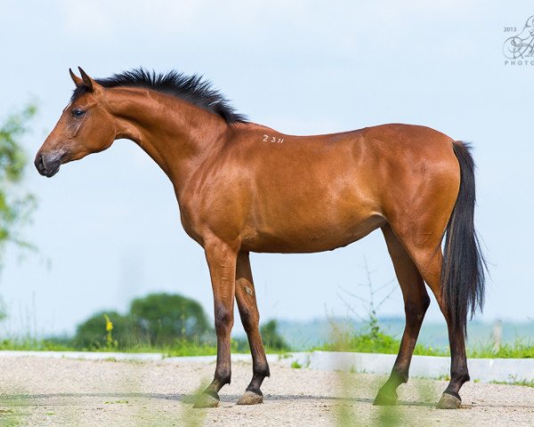broodmare Windy Tersk 2011 ox (Arabian purebred, 2011, from Newmarket 2004 ox)