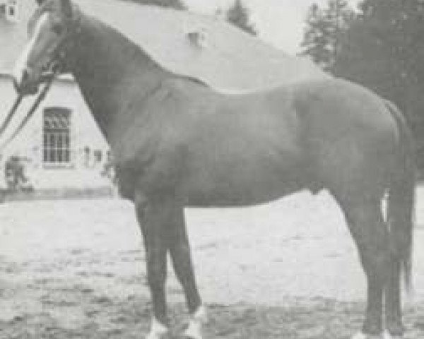 stallion Djouran 1966 ox (Arabian purebred, 1966, from Saint Laurent 1948 ox)