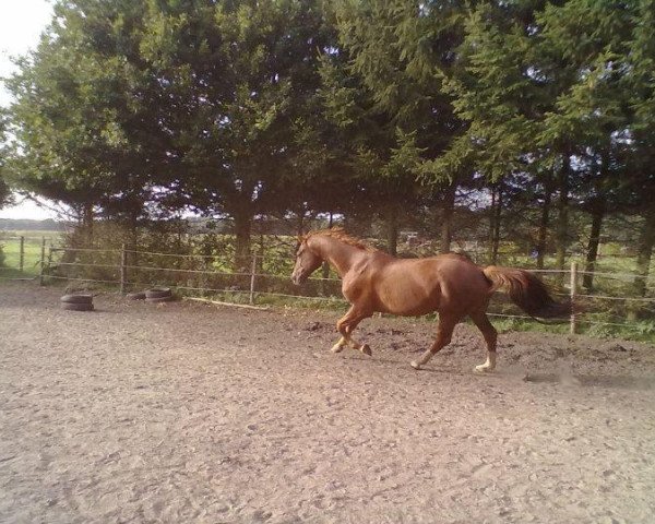 horse Walkabout 5 (Hanoverian, 2003, from Weltregent H)
