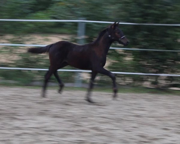 Video von Simply Simon 4