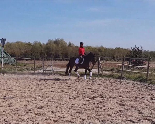 Video of Dantino R