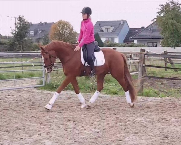 Video of Avanti Ciccino