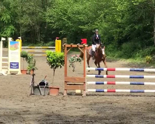 Video von Othello vd Roshoeve C
