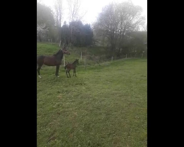 Video of Finesse 344