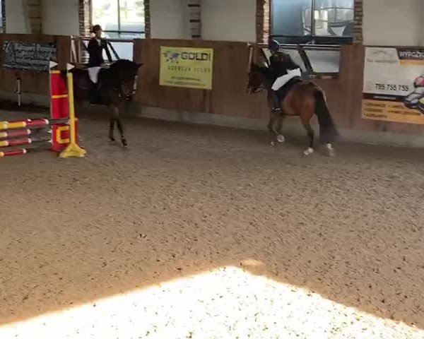Video von Coreggio's Little Gun