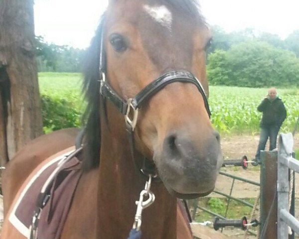 Pferd Fuenta van de Casporan (Nederlands Rijpaarden en Pony, 2009, von First Stayerhof's Ramzi H)