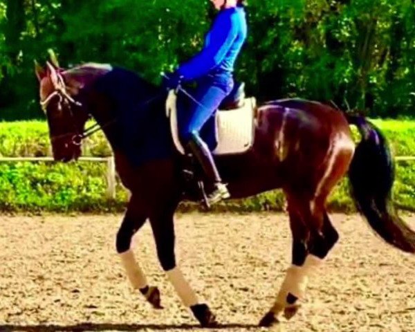 Video von Don Thomacello