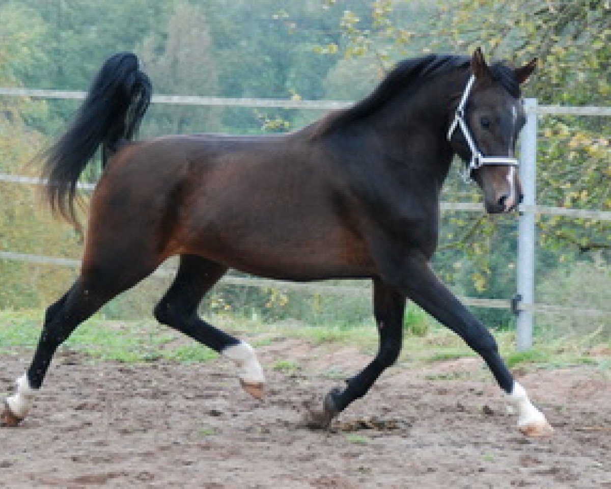 horse MS Magnat 2007 ox (Arabian purebred,  , from Kamerton)