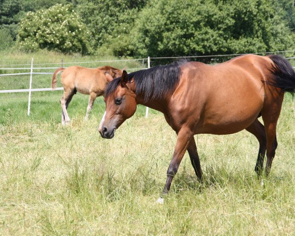 broodmare Matrika 1998 ox (Arabian purebred,  , from Pomarval ox)