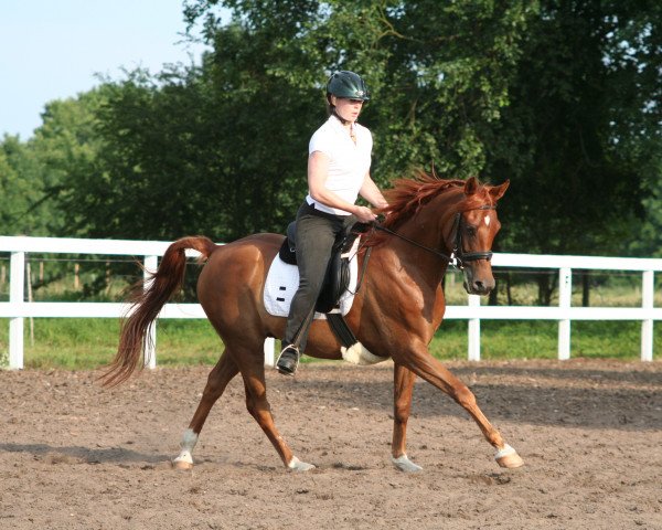 horse Masheik 2005 ox (Arabian purebred,  , from Kamerton)