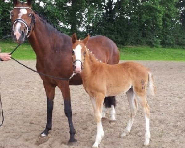 horse Kolvenfeld's d'or Couleure (German Riding Pony, 2014, from Djalisco J)