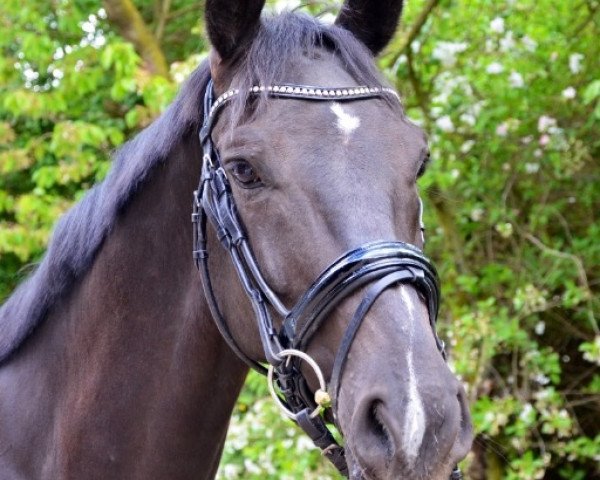 dressage horse Lennon G (Luxembourg horse, 2007, from Likoto xx)
