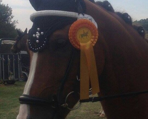 dressage horse Prestige H (German Riding Pony, 2004, from Pilgrim’s Red)