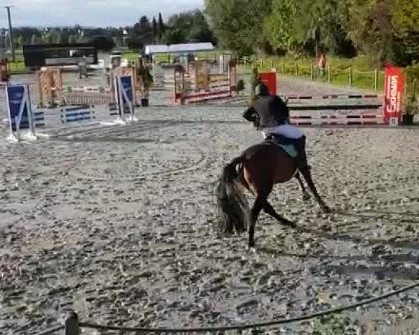 Video of Connor Deluxe H