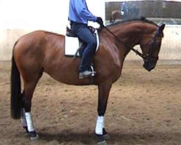 broodmare Dorina B (Hanoverian, 1996, from Weltmeyer)