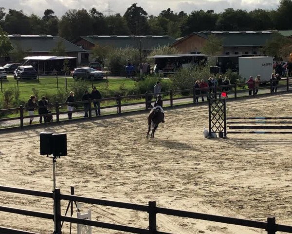 Video of Cobolt
