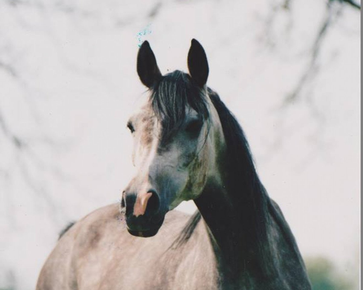broodmare Mercuria 1986 ox (Arabian purebred, 1986, from Nadejni 1977 ox)