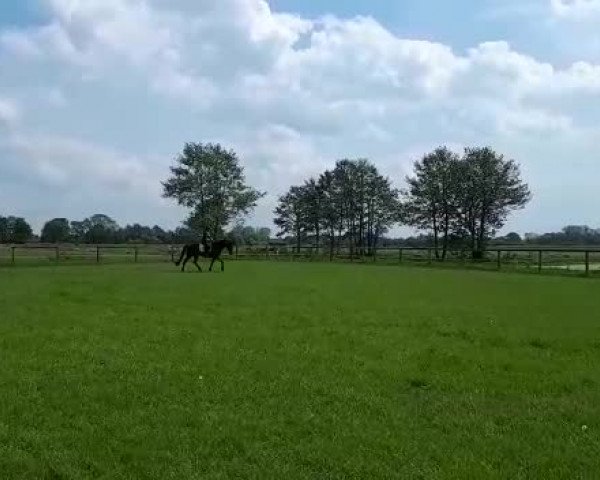 Video of Doolittle E