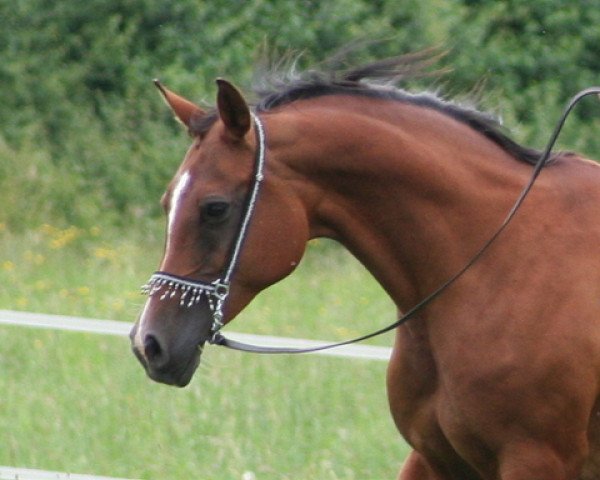 broodmare Marenah 1999 ox (Arabian purebred, 1999, from Pomarval ox)