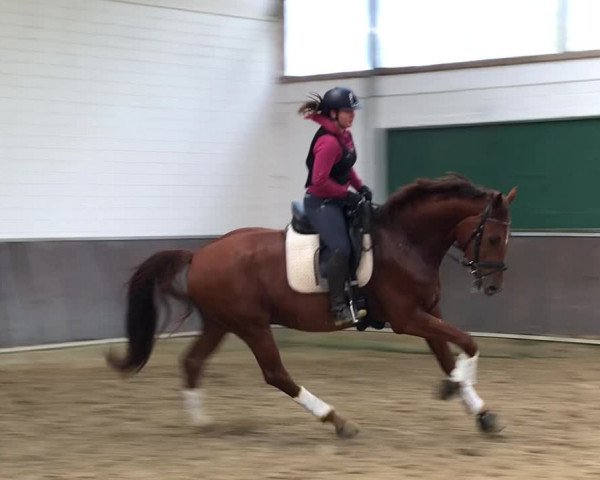 Video of Sir Q
