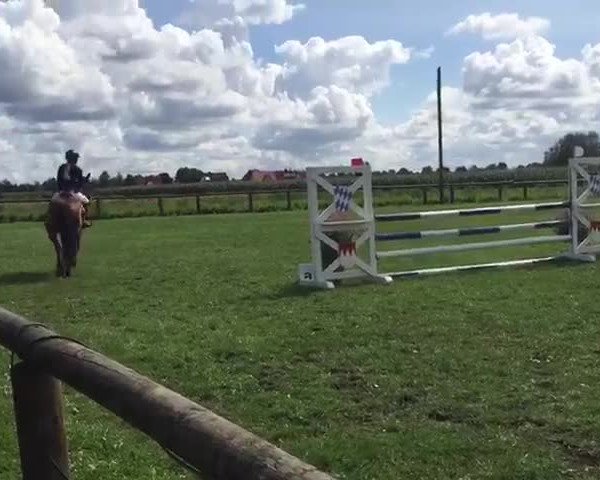 Video of Camorra 4