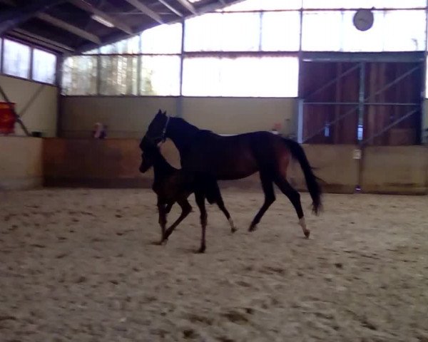 Video von Deamy