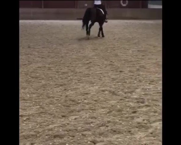 Video von Don Thomacello