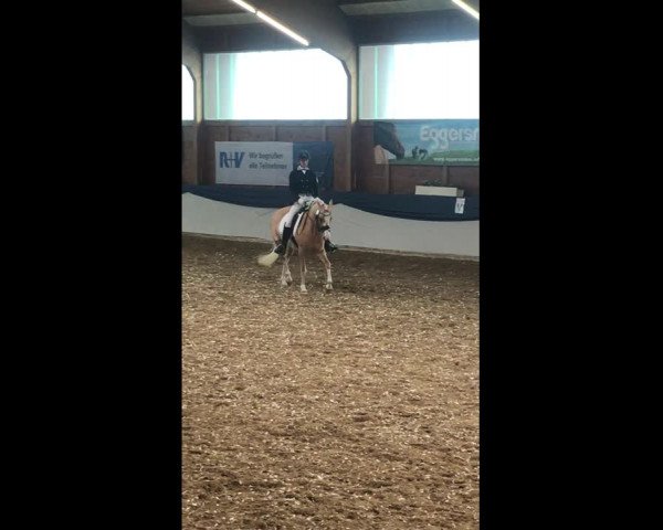 Video of Heitholms My Girl