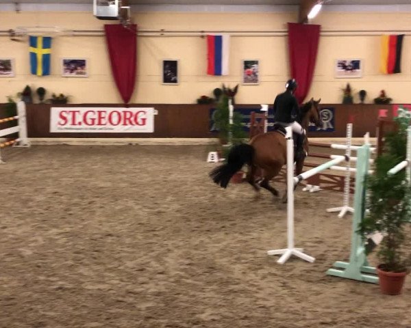 Reitturnier Ankum 2019