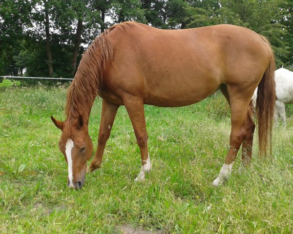 broodmare Kilara (Oldenburg, 2008, from Serano Gold)