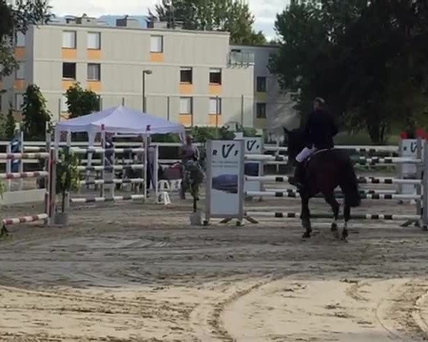 Video di Paco Blue van't Breezerhof