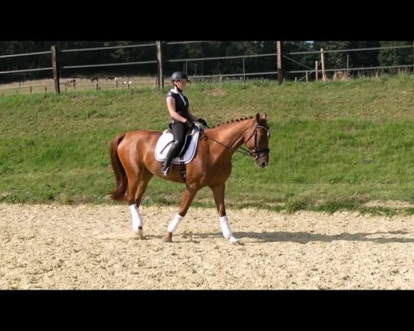 Video of Cogin