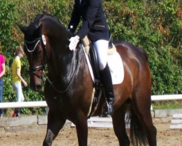 dressage horse Liberty of Passion (Oldenburg, 2006, from Licotus)